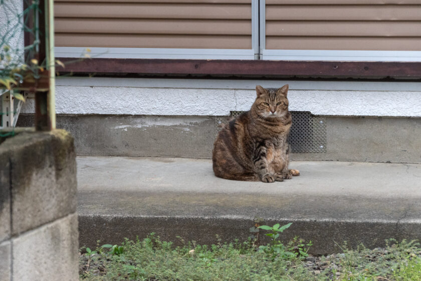 福生市の猫