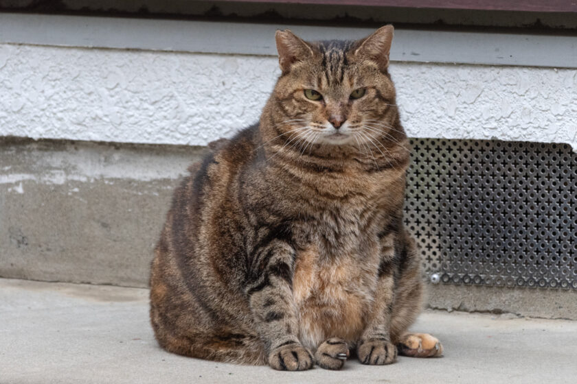 福生市の猫