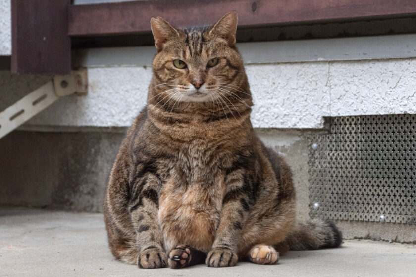 福生市の猫