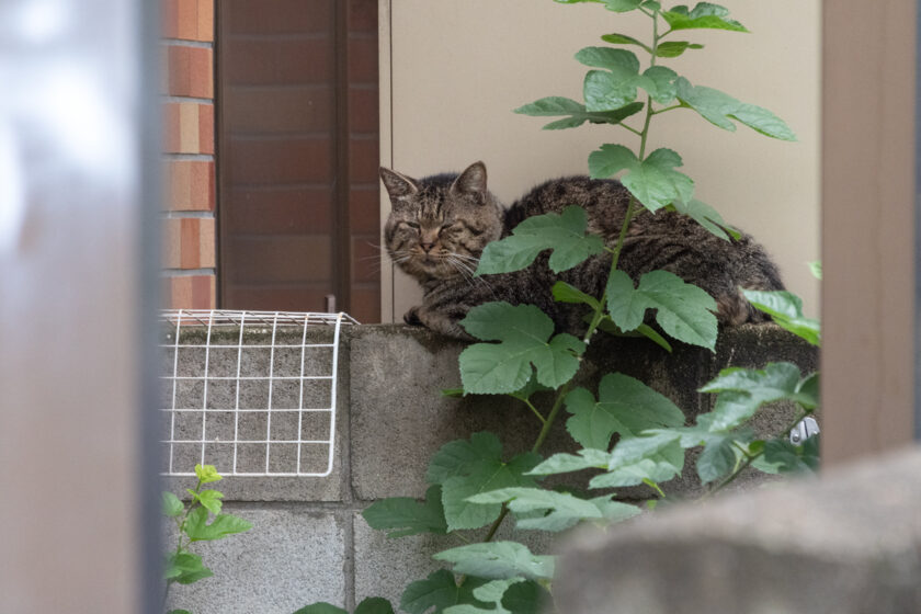 福生市の猫