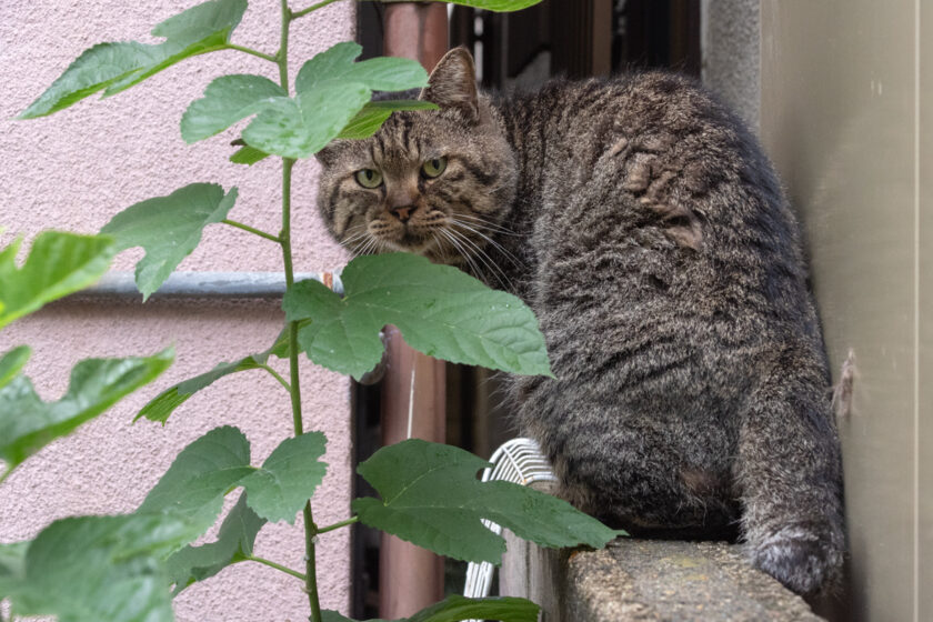福生市の猫