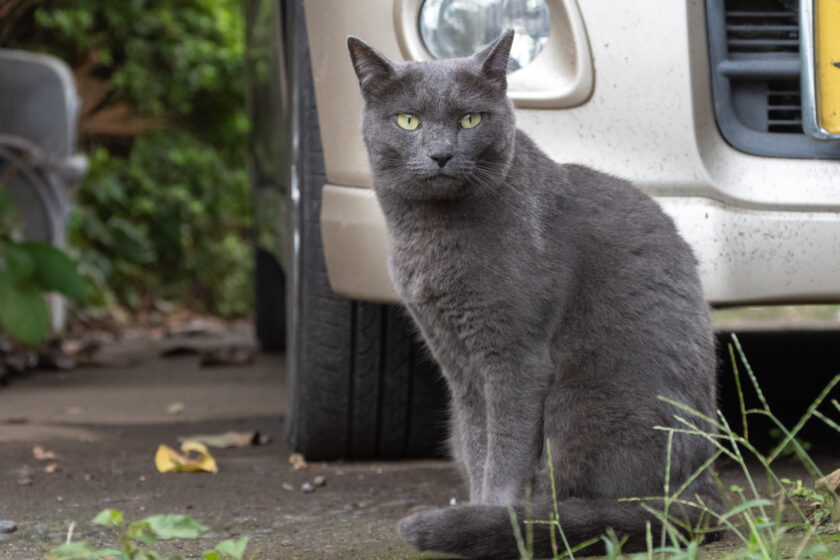 昭島市の猫