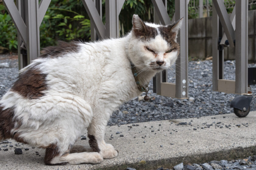 昭島市の猫