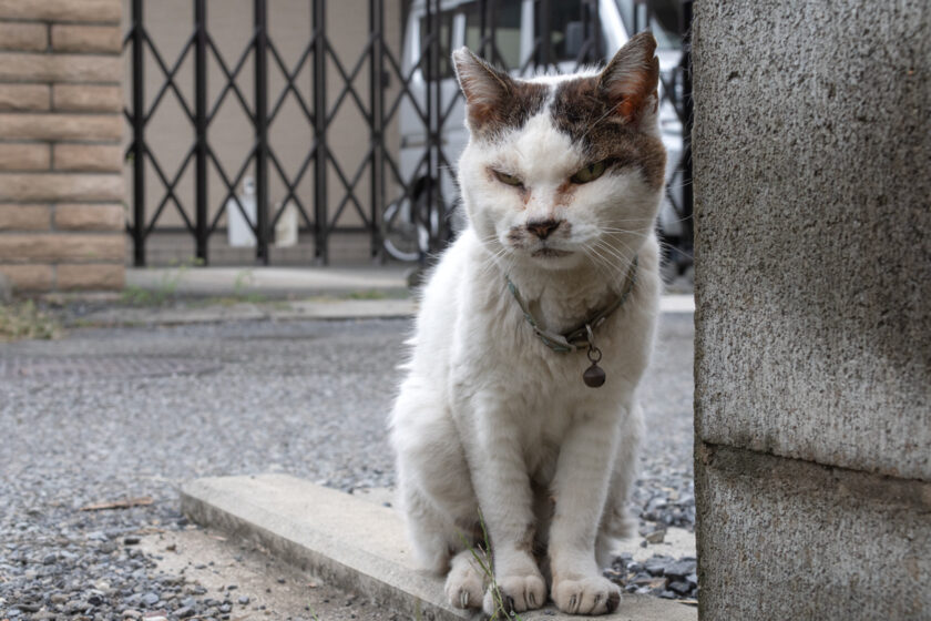 昭島市の猫