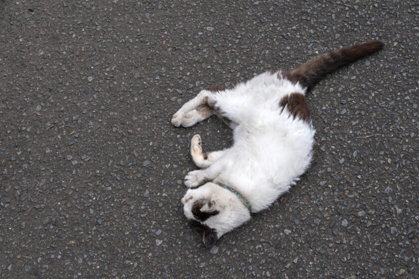 昭島市の猫