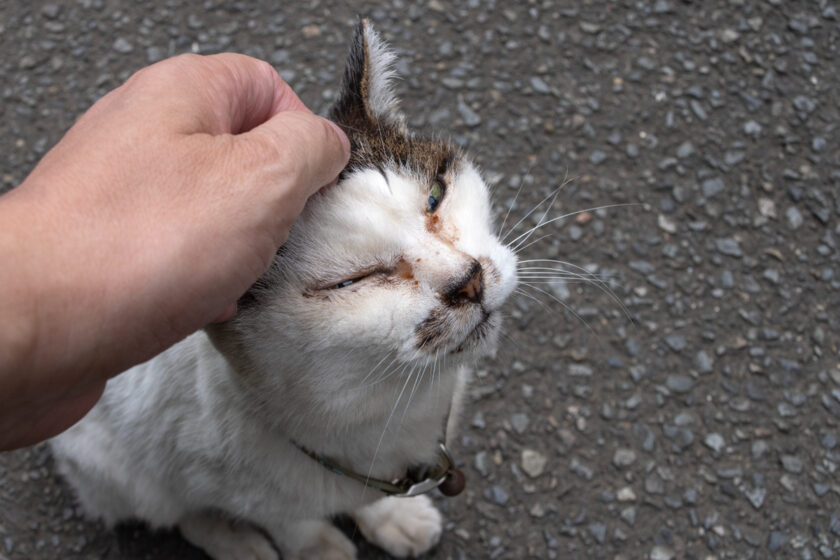 昭島市の猫