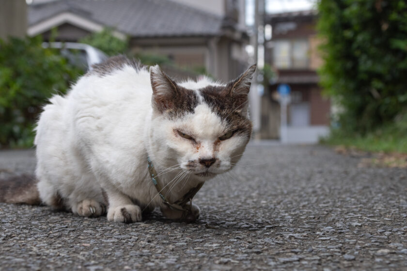 昭島市の猫