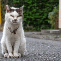 昭島市の猫