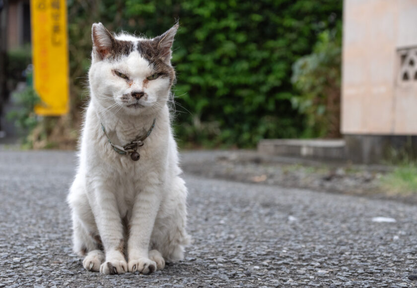 昭島市の猫