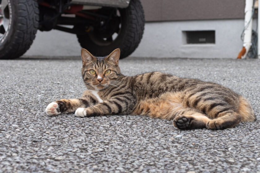 昭島市の猫