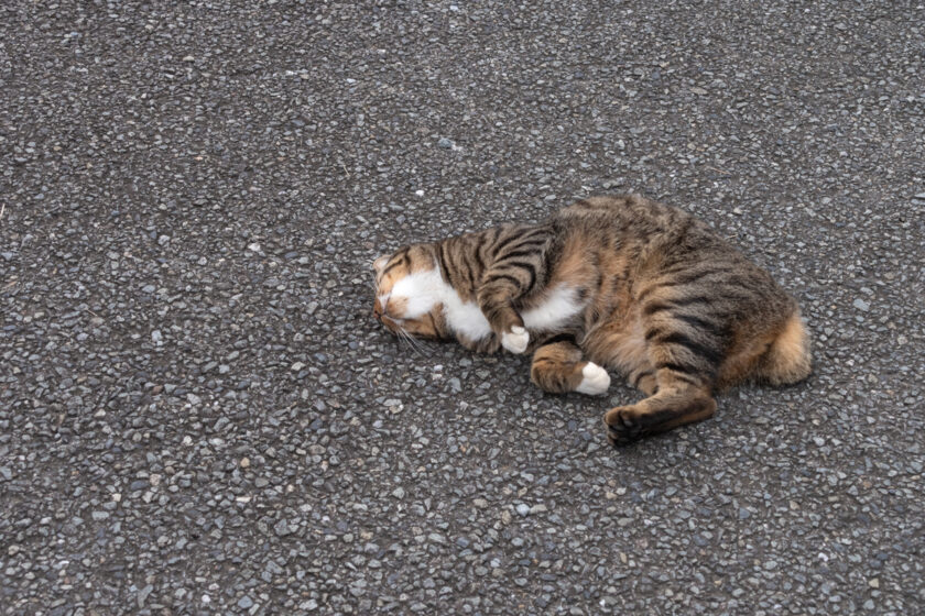 昭島市の猫
