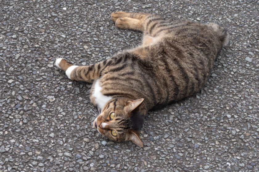 昭島市の猫