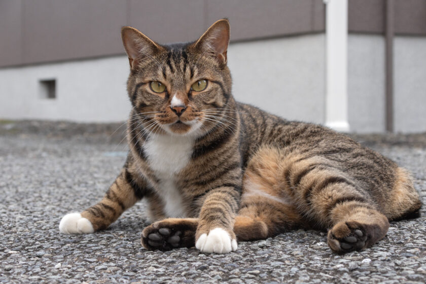 昭島市の猫