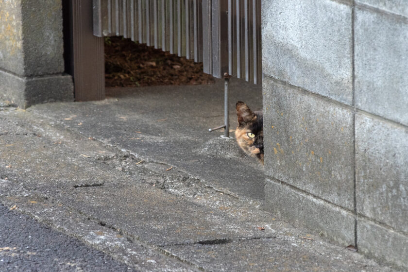 日野市の猫