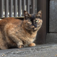 日野市の猫