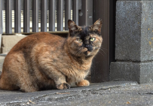 日野市の猫