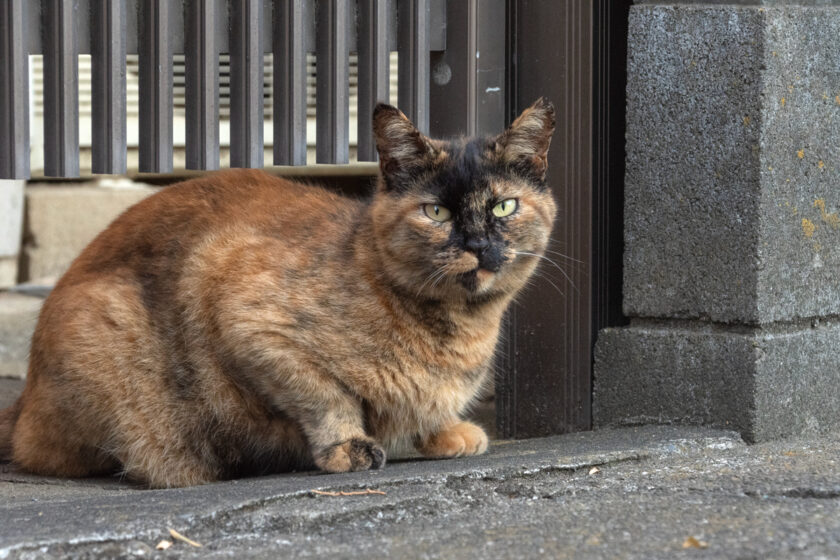 日野市の猫