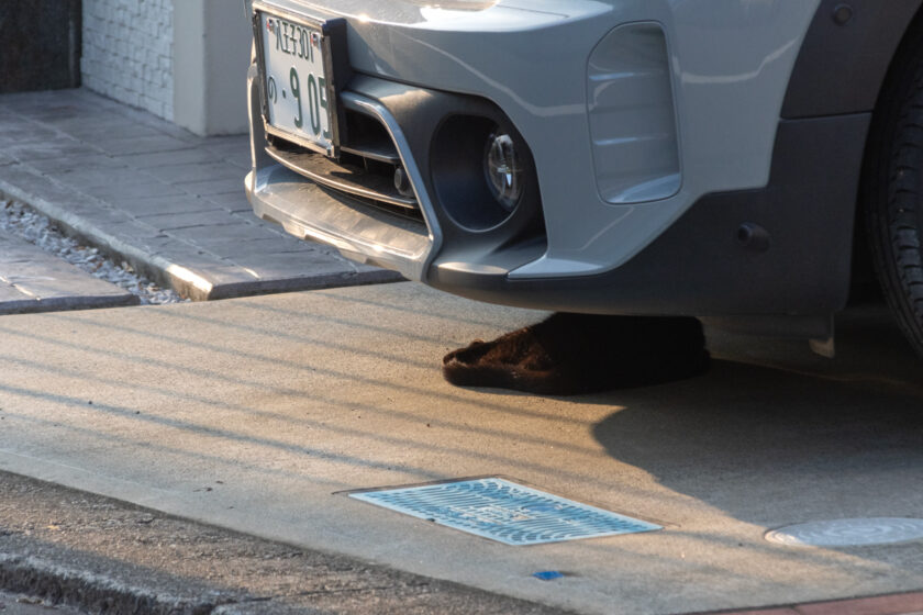 日野市の猫