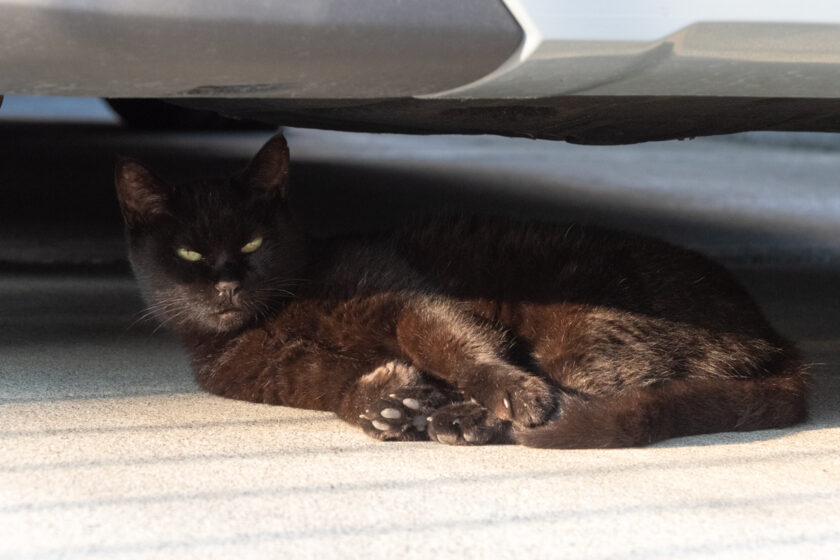 日野市の猫