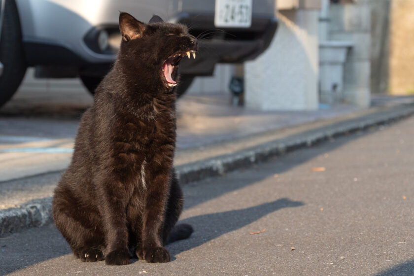 日野市の猫