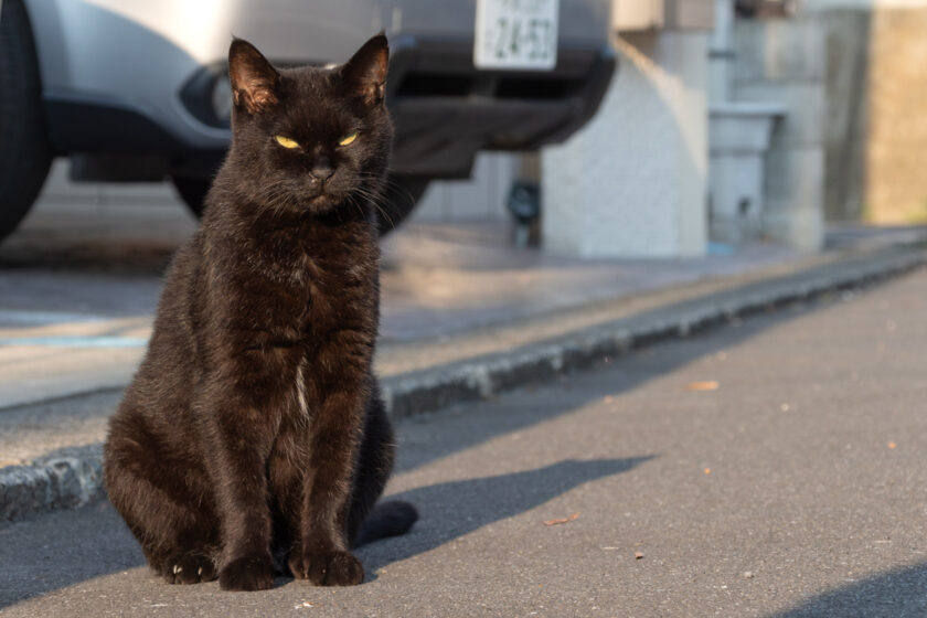 日野市の猫