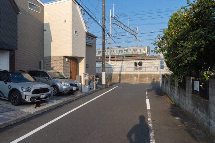 日野市の猫