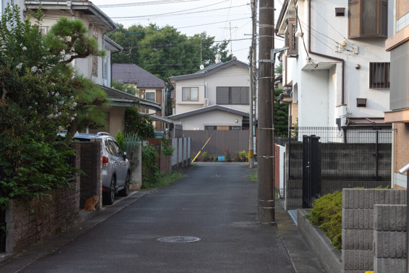 日野市の猫