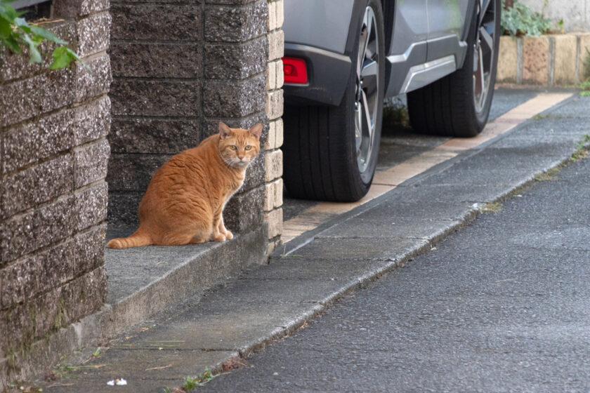 日野市の猫