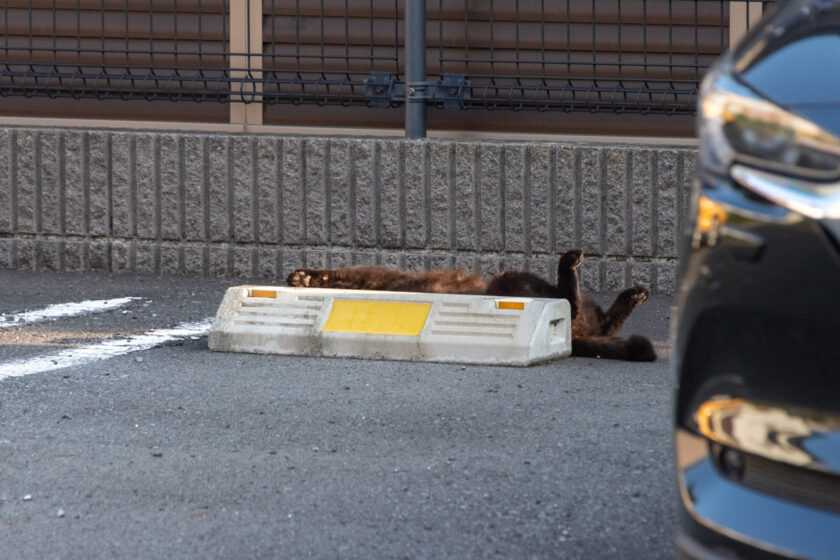 日野市の猫
