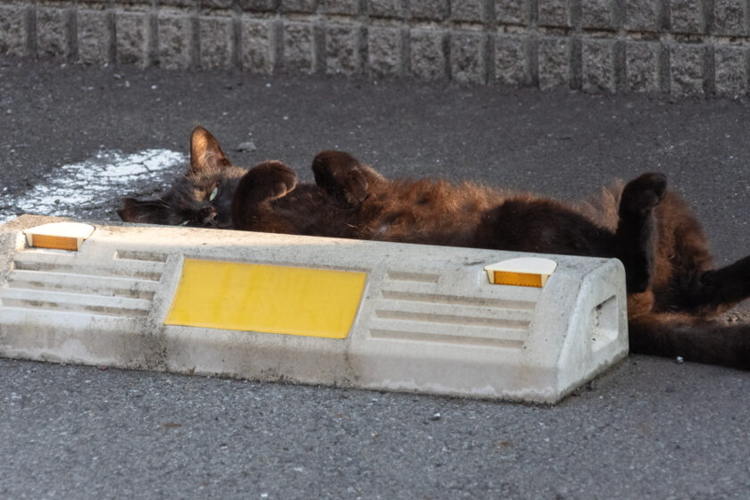 日野市の猫