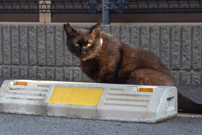 日野市の猫