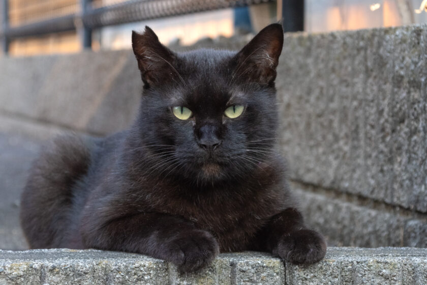日野市の猫