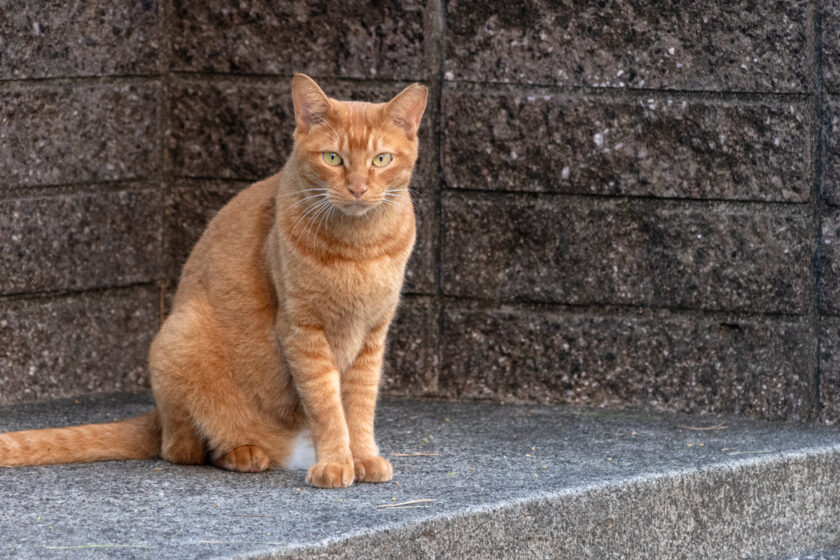 日野市の猫