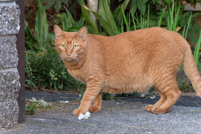 日野市の猫