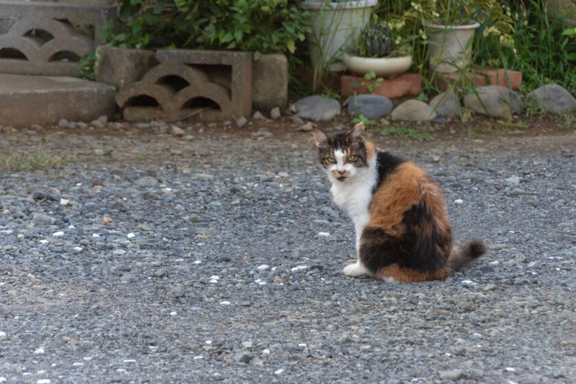 日野市の猫