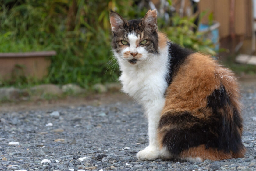 日野市の猫