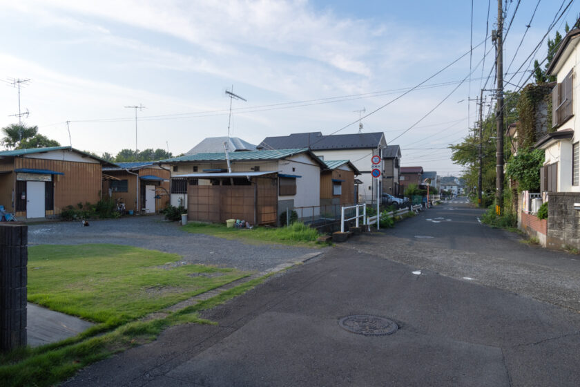 日野市の猫