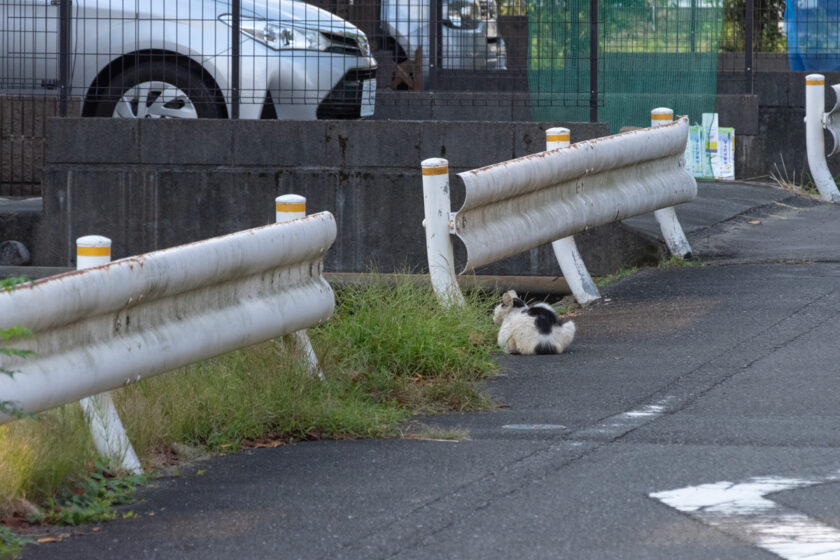 日野市の猫