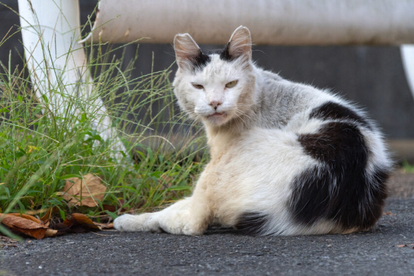 日野市の猫