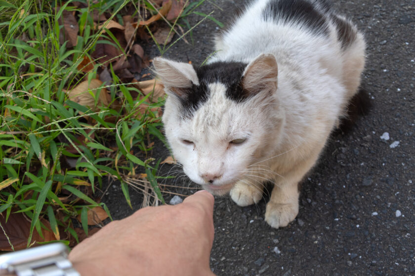 日野市の猫