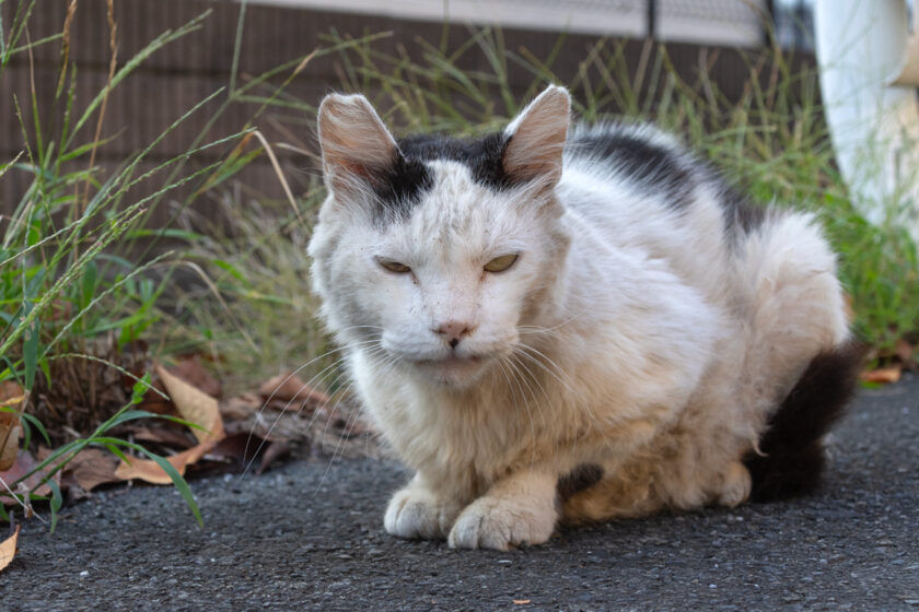 日野市の猫