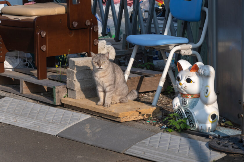 日野市の猫