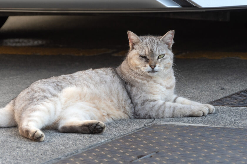 日野市の猫