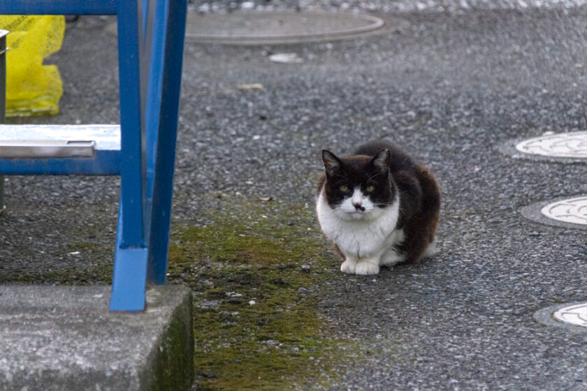 府中市の猫