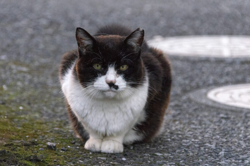府中市の猫