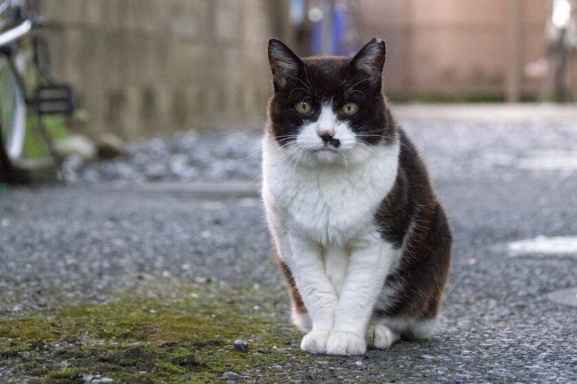 府中市の猫