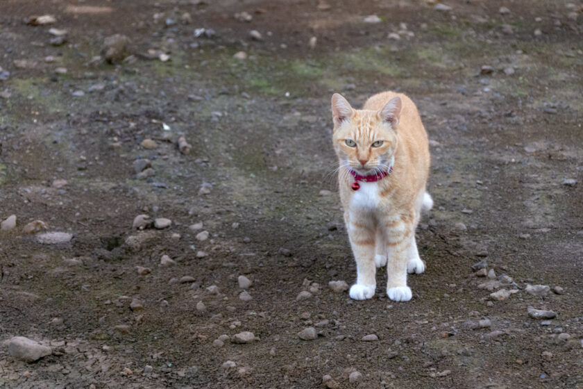 調布市の猫