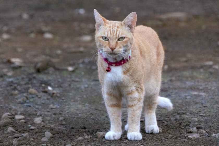 調布市の猫