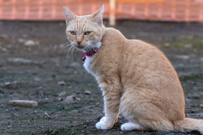 調布市の猫