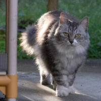 調布市の猫